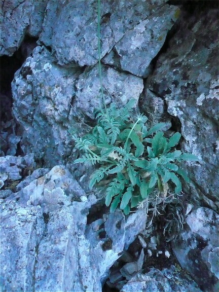 Scabiosa holosericea / Scabiosa vellutata